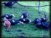 Canards et poulets   l'enclos