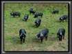 Cochons en groupe attentifs  la photo