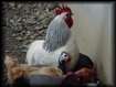 Coq pintade poules