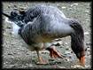Oies  la ferme