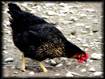 Poules chercheuses