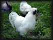 Poules et lapins angoras.