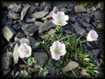 Anemones des Pyrnes