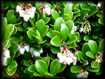 Arctostaphylos uva-ursi