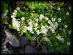 Arenaria grandiflora