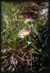 Aster