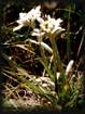 Edelweiss