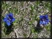 Gentiane  printanire (pelouses).