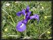 Iris de montagne mauve