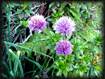 Jasione vivace