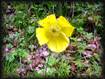 Meconopsis cambrica