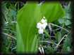 Muguet sauvage  ESTAUBE