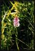 Orchide