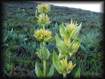 Orchis  odeur de sureau