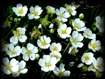 Parnassia palustris