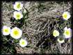 Ranunculus alpina