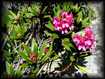 Rhododindrons
