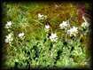 Saxifrage aquatique