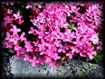 Silene acaudis
