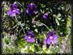 Viola cornuta