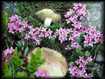 Cpes au milieu des fleurs en montant  Ayguecluses