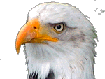 Aigle
