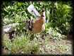 Aigrette