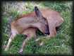 Biche  la sieste
