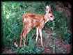 Jeune biche
