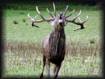 Couple  de cerfs