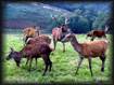 Cerf et biches