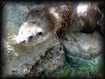 Loutre se schant apres un bon bain