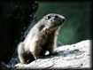 Marmotte au sortir de l'hiver