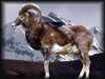 Mouflon