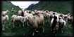 Moutons au bord du barrage du Teich