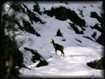 Isard au milieu de la  neige