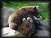 Ours