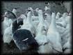 Canards