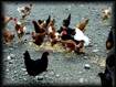 Poules