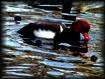 Canard  tte et bec rouge au jardin "Massey".