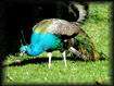 Paon au "Jardin Massey".